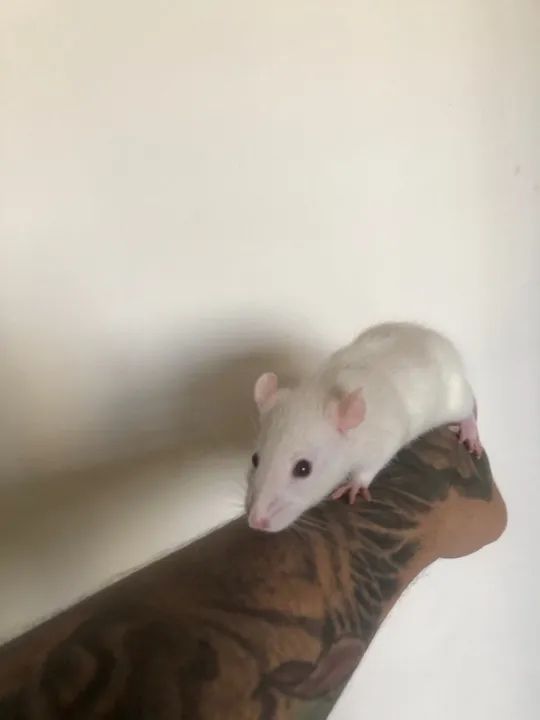 Ratas Twister - Hamster  - Foto 6