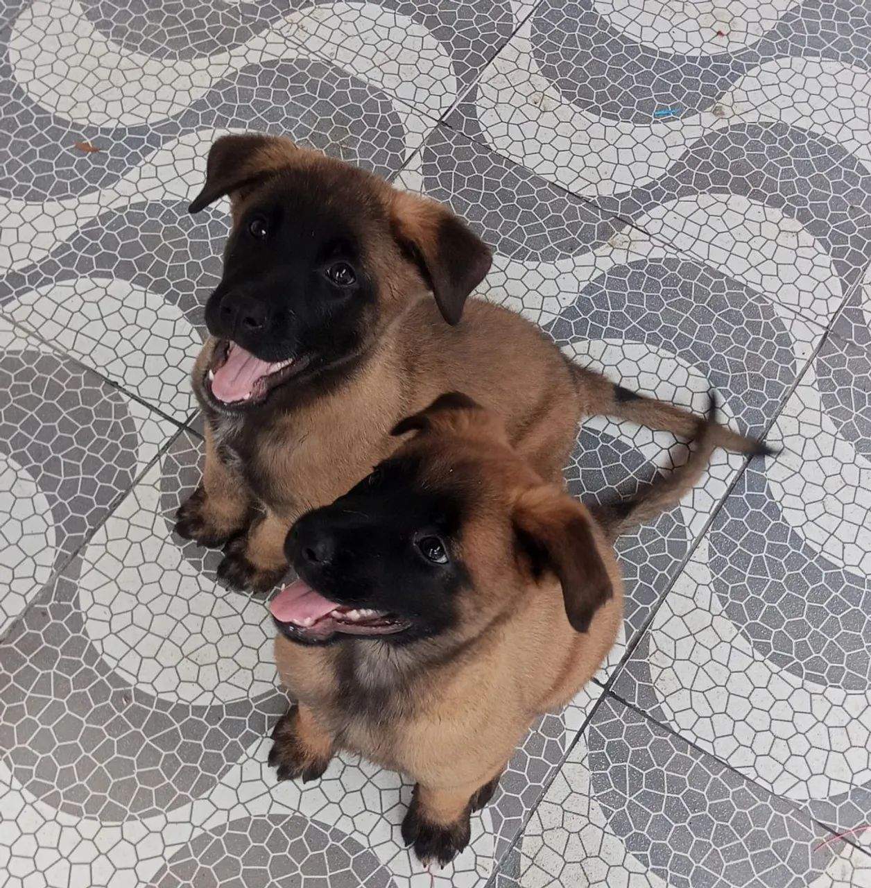 Filhote de Pastor Belga Malinoar  - Foto 2