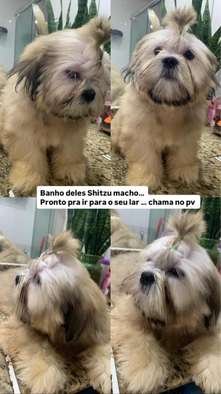 Shih Tzu Macho Banho e Tosa