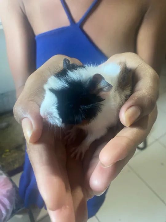 Fofinho porquinho da índia  - Foto 5