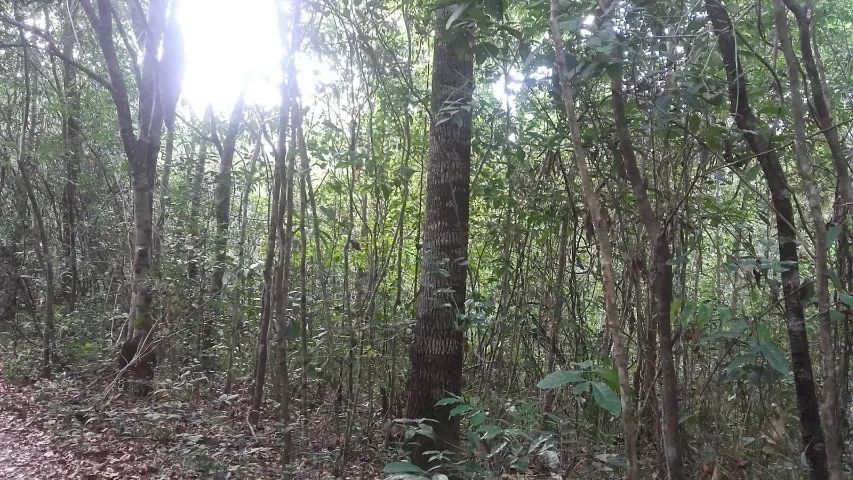 Fazenda de 161 ha (Venda) - Foto 2