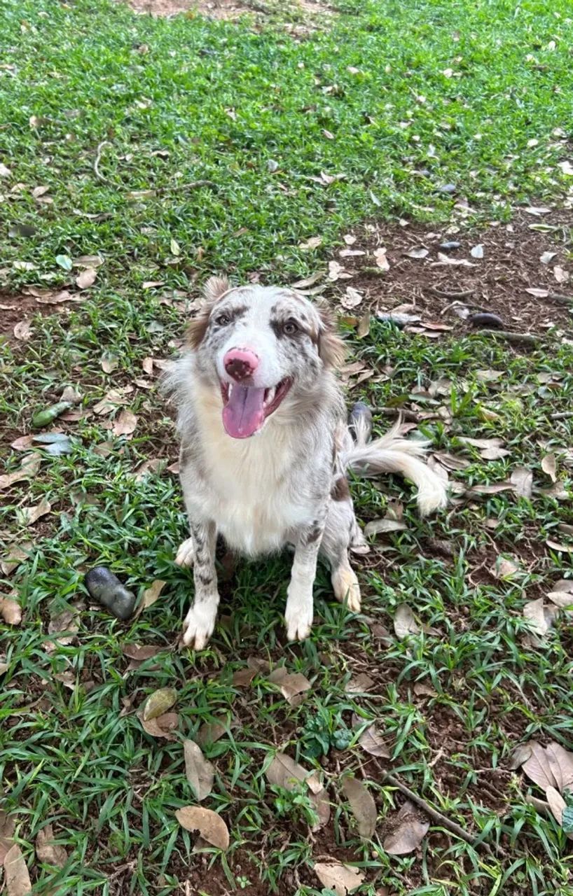 Hotel e creche para cães - Foto 5