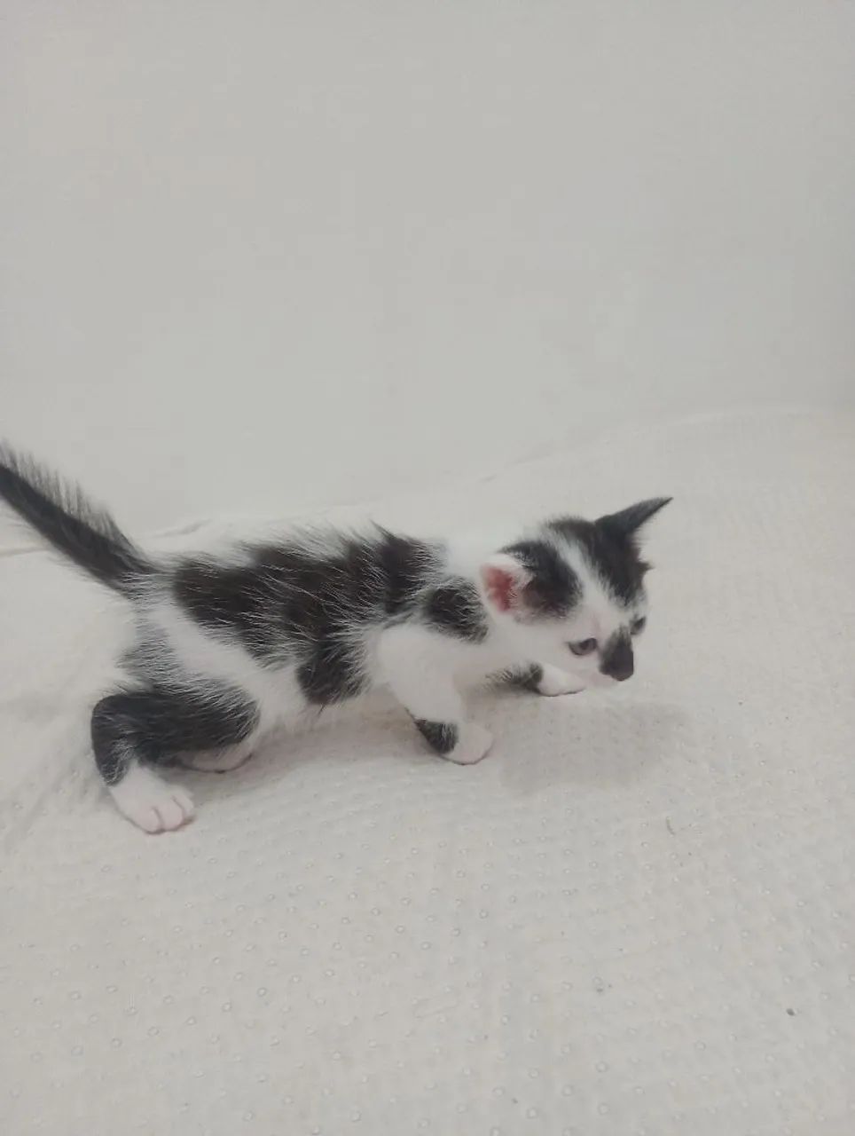 Gatinho fofo para adoção - Foto 5