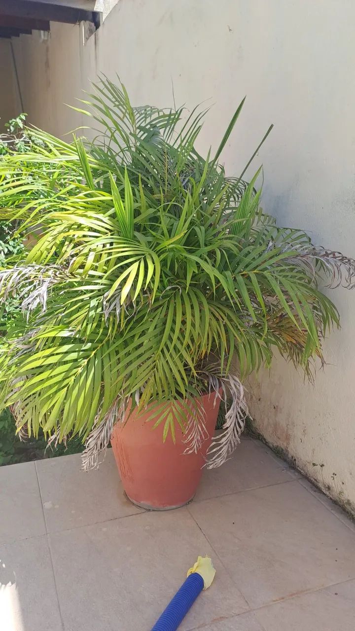 Palmeira Areca e Palmeira imperial em vaso - Foto 2