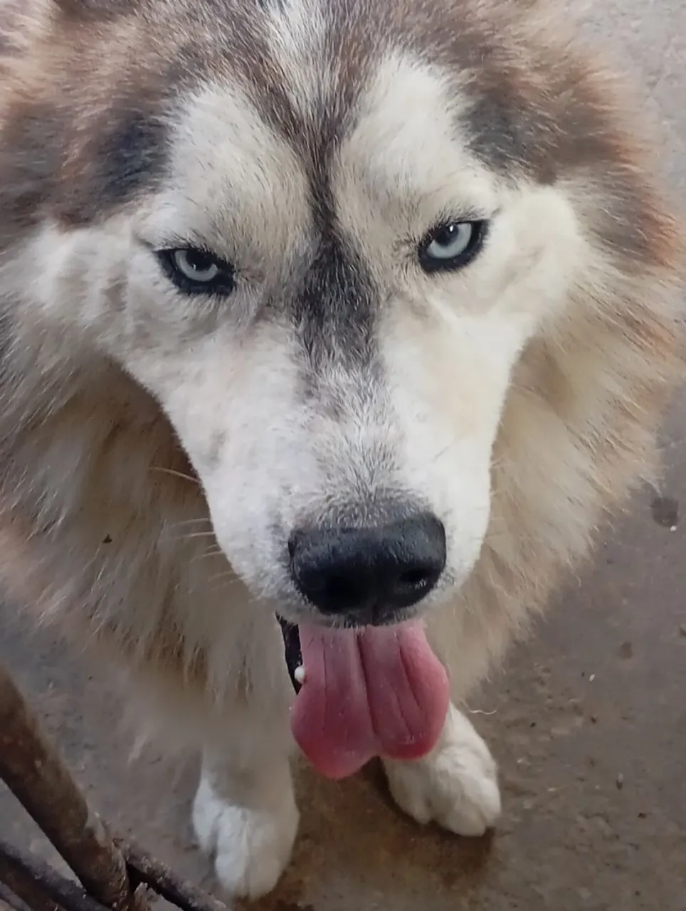 Husky Siberiano - Pelagem Super Wolly Lindo e Carinhoso! Reprodutor