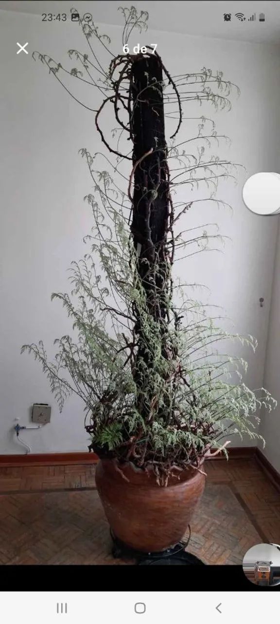 Renda Portuguesa plantada em vaso há 45 anos ? - Foto 5