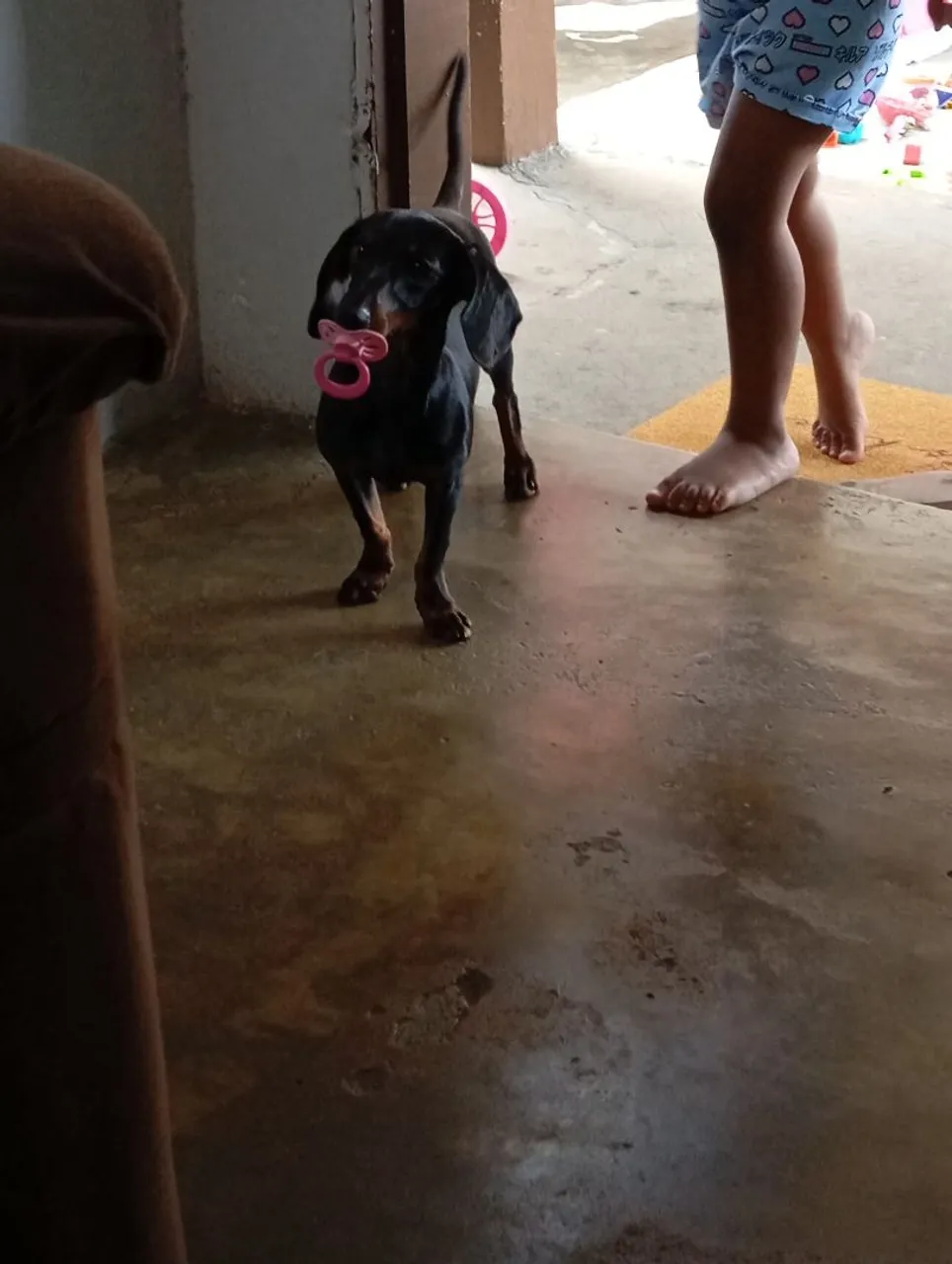 cachorro salsicha