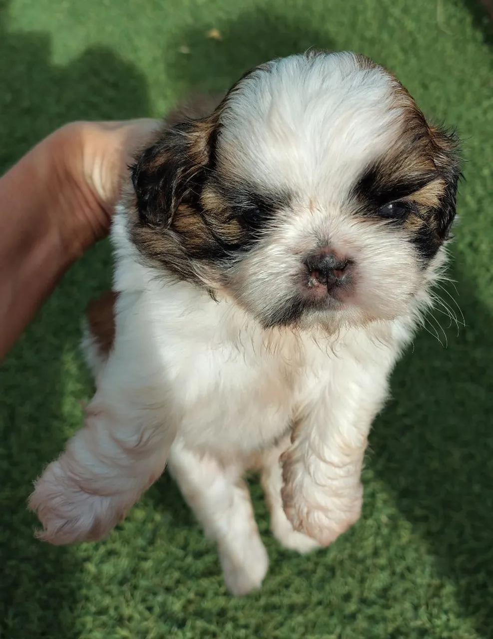Filhote de Shih Tzu adorável