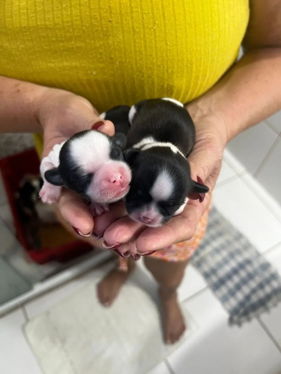 Filhotes de Shih Tzu - Lindos e Saudáveis - Foto 3