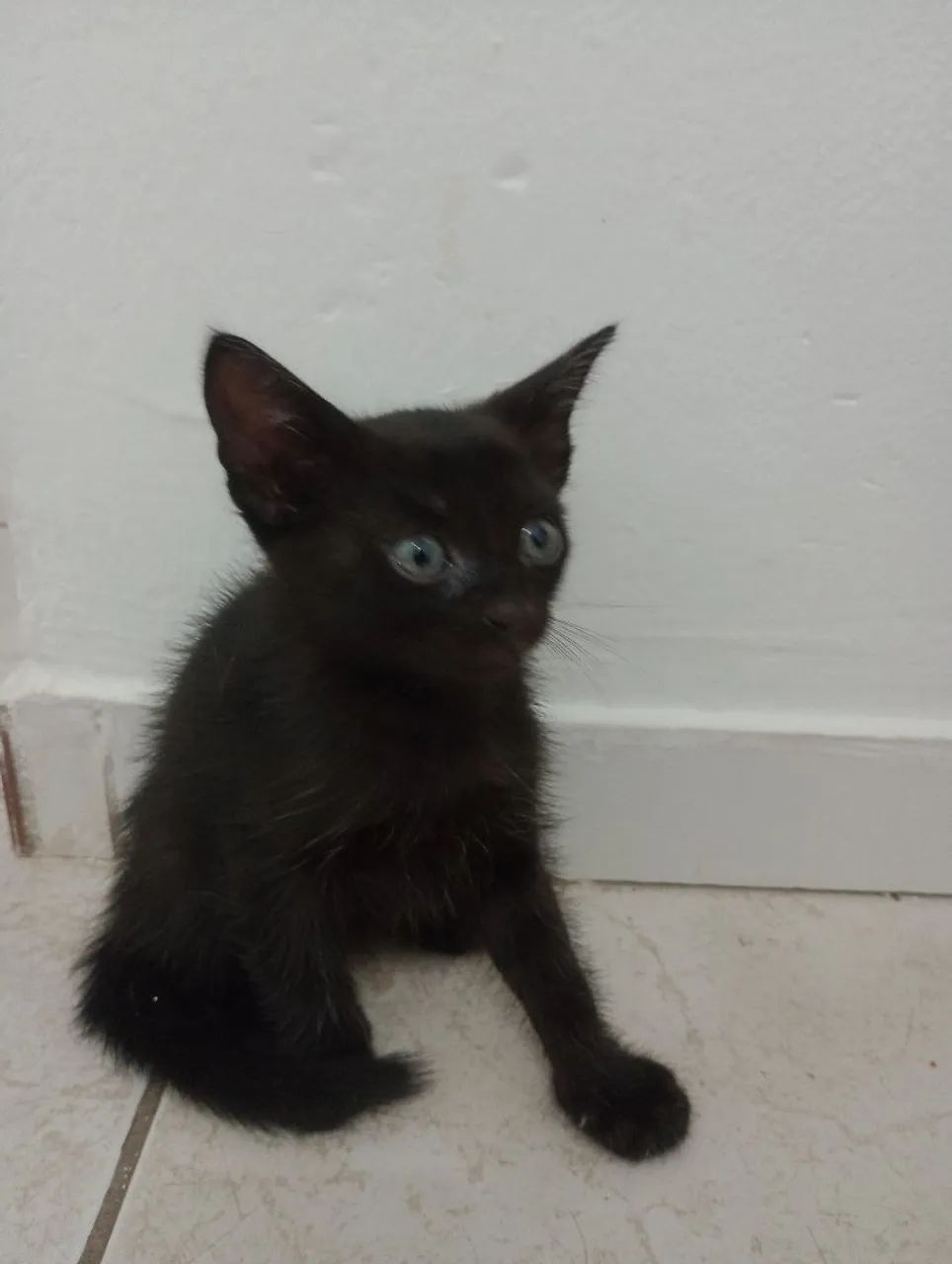 Gatinho fofo para adoção - Foto 3