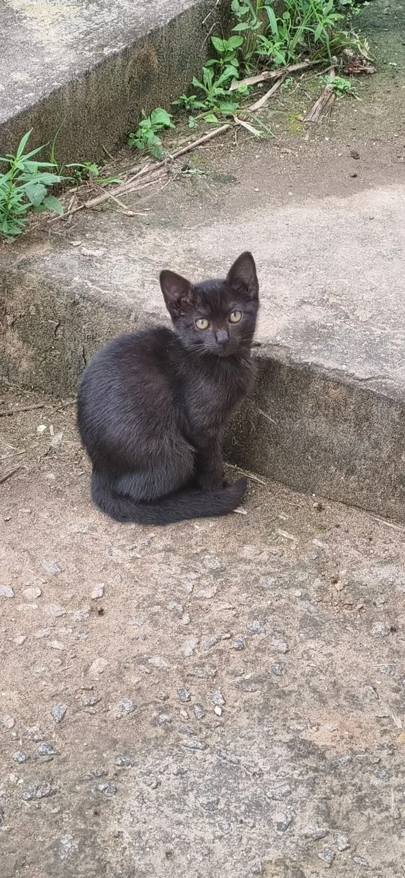 Gatinhos de 1 ano para adoção