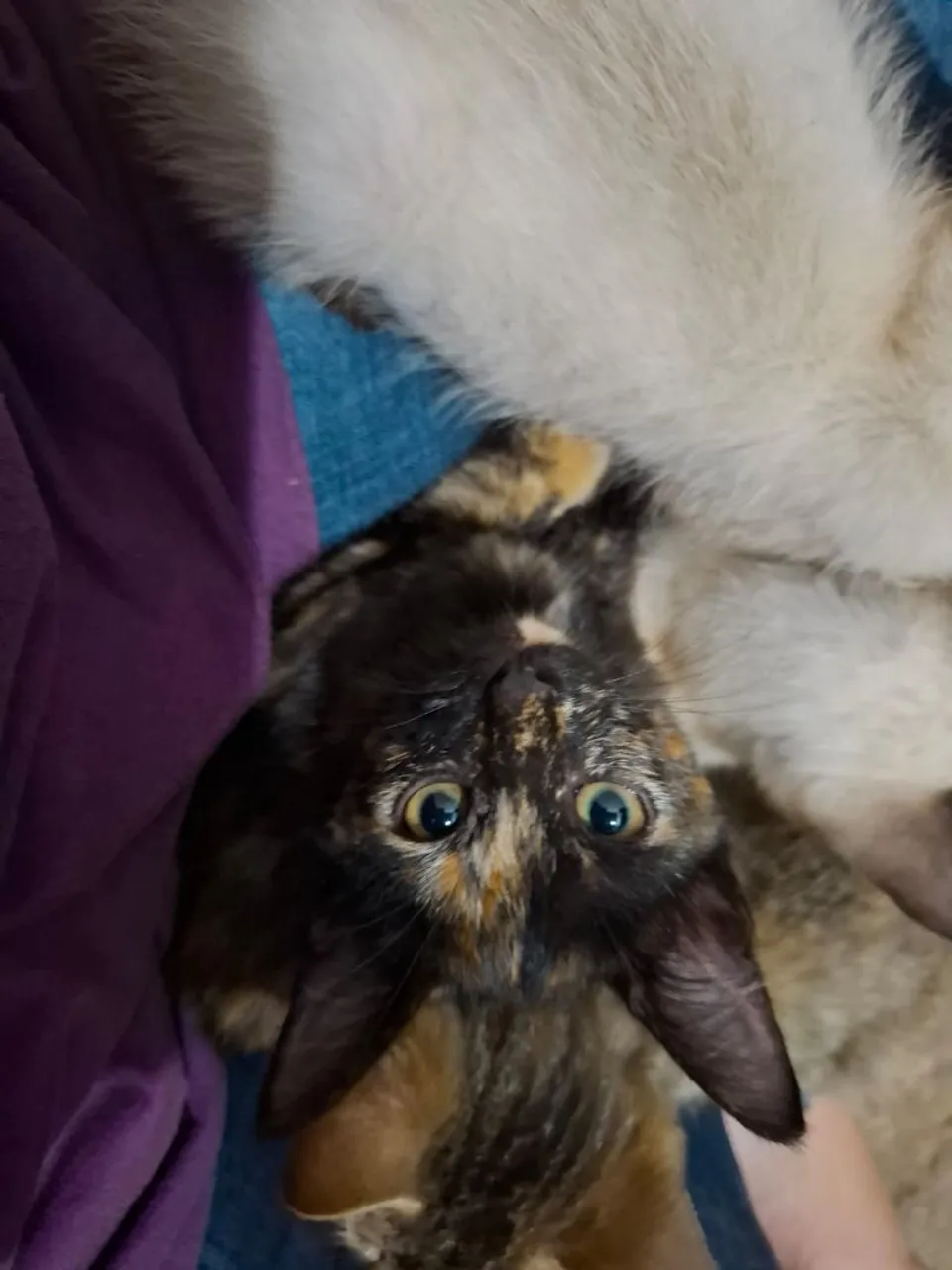 Gatas adoção 