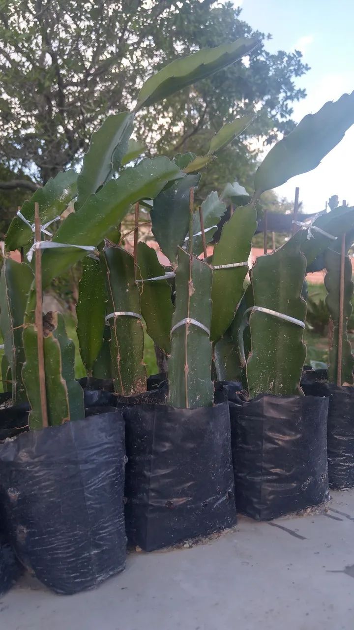 Mudas de Pitaya Vermelha (Não faço entregas)