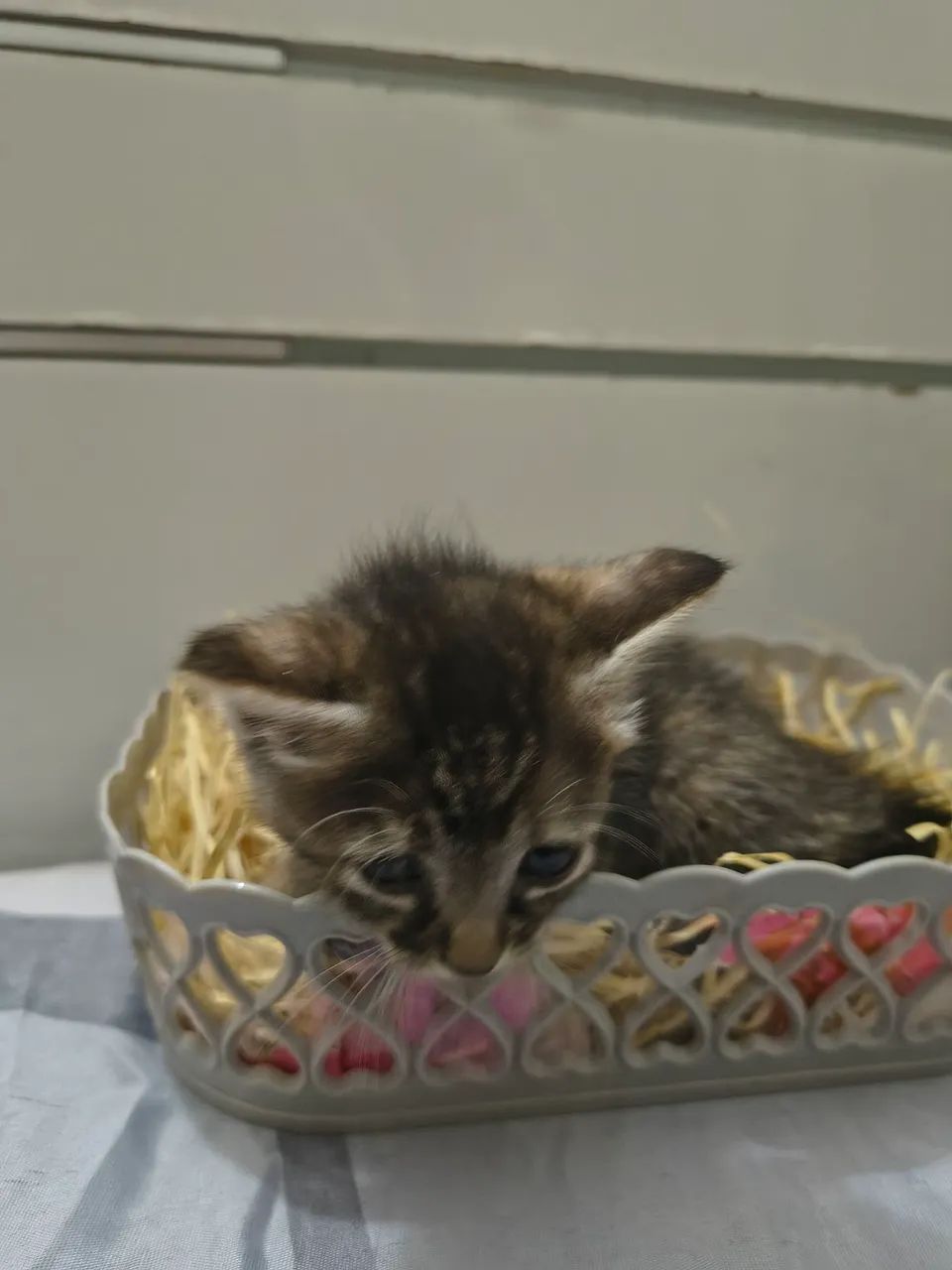 Lindos filhotes de gato para adoção  - Foto 5