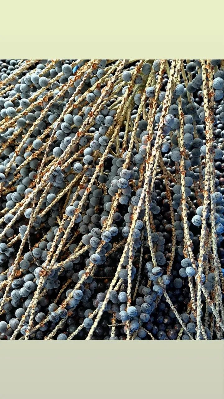 SACA DE AÇAÍ 50kgs | AÇAÍ EM CAROÇO | Brs? Pará - Foto 4