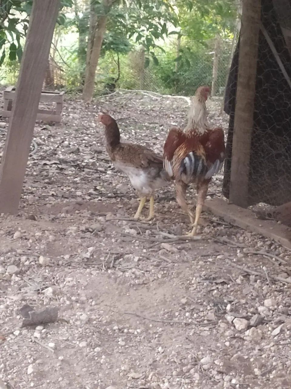 Galinha de raça - disponível para venda - Foto 2