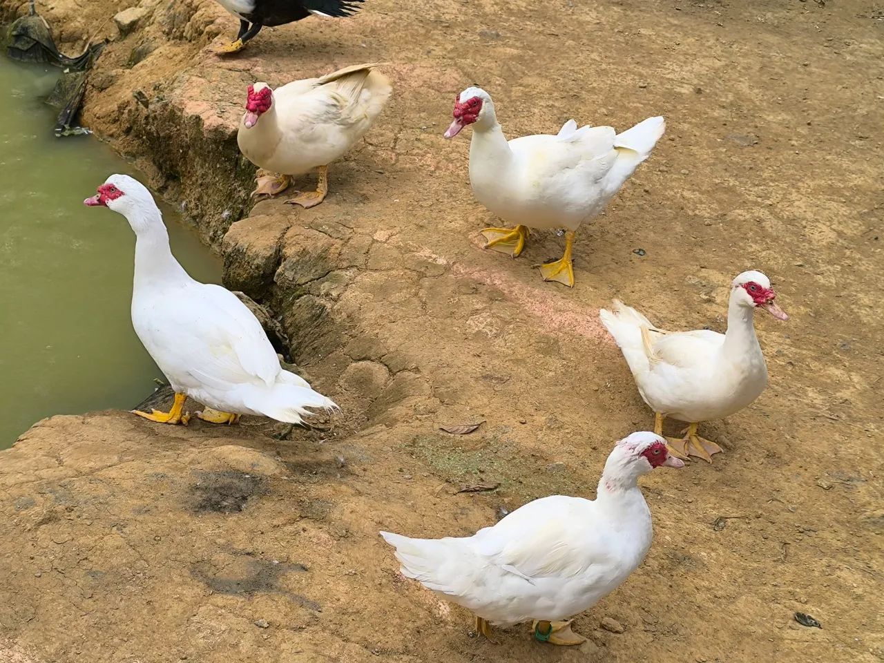 Patos  - Foto 5