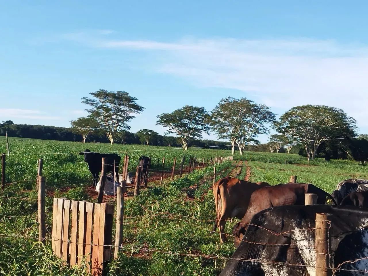 Imóvel para venda possui 163592 metros quadrados em Zona Rural - Américo de Campos - SP - Foto 3