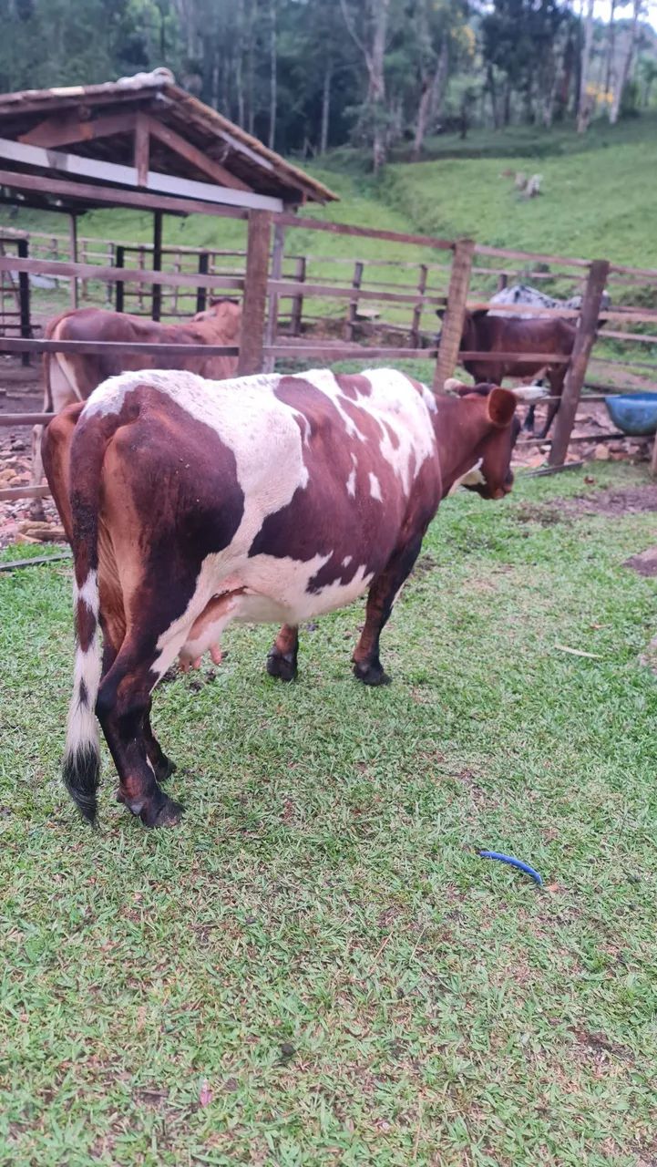 Mini Vaca Leteira com bezerra 