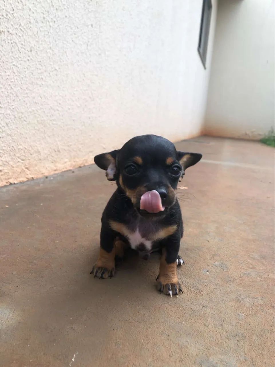 Pintcher 1  - Foto 3