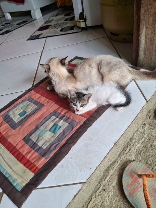 Gatinhos para doação - Foto 2