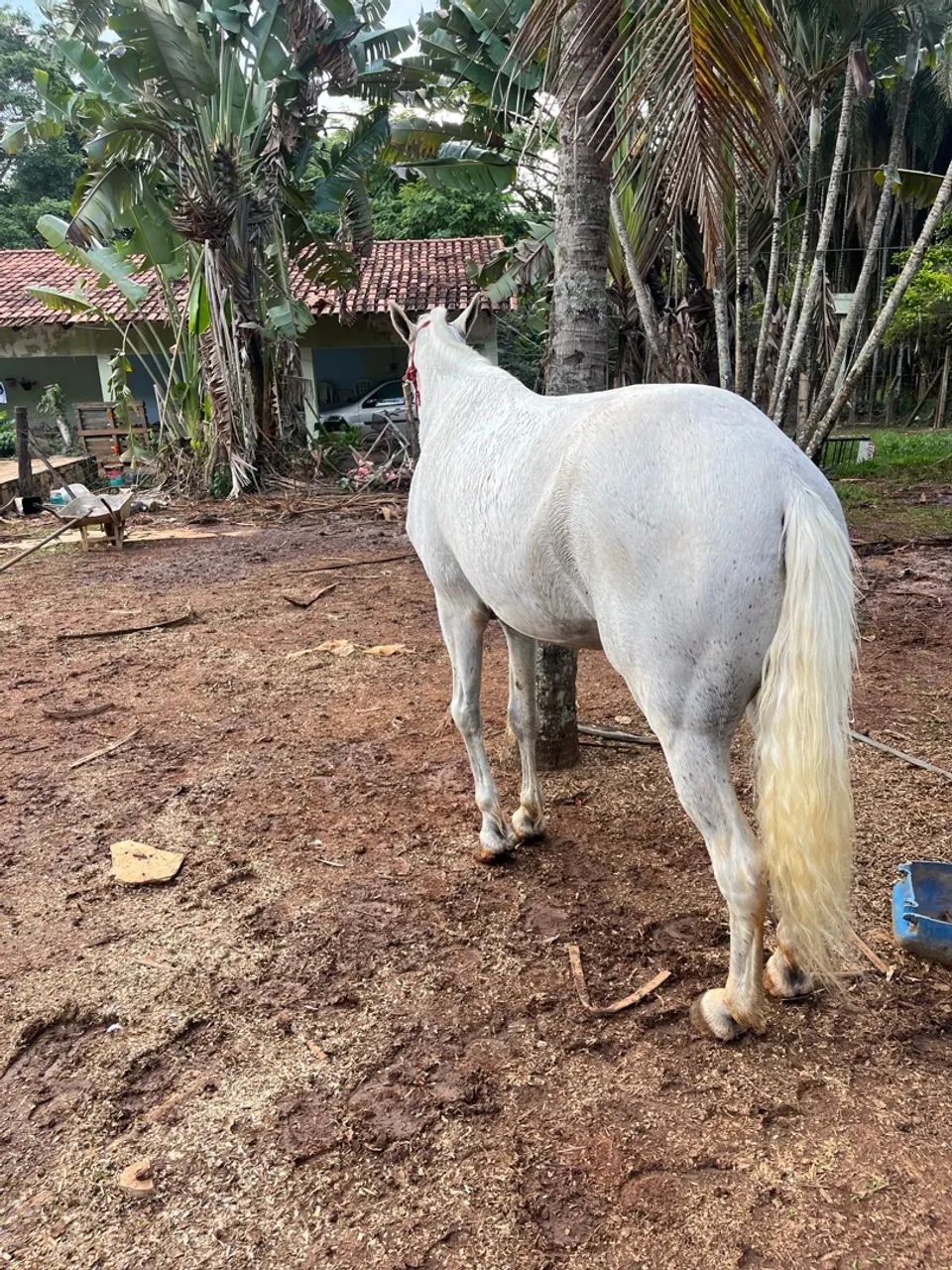 Cavalo manga larga  - Foto 2