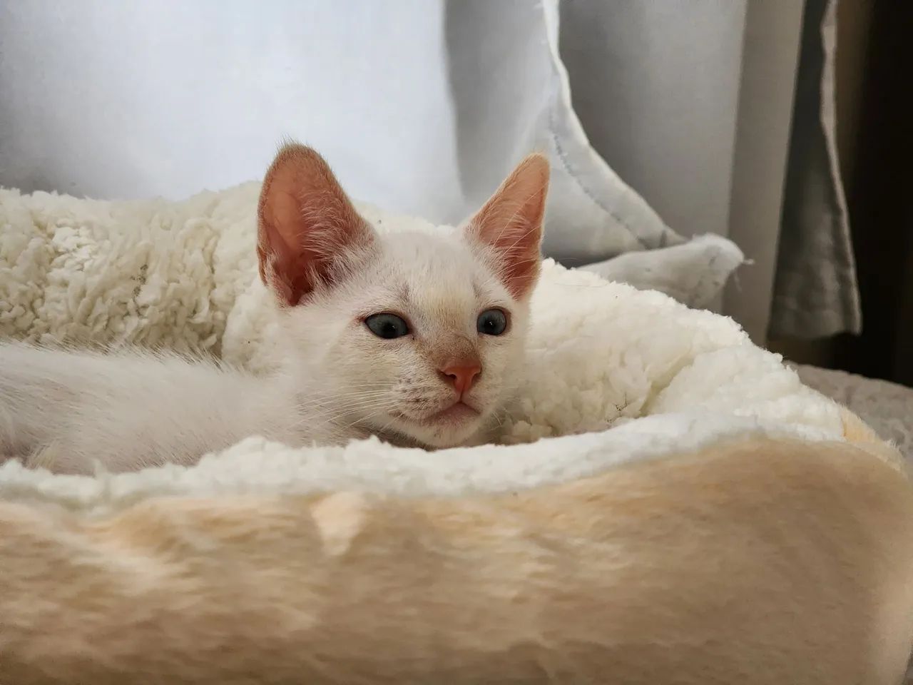 Dois gatinhos brancos de olhos azuis