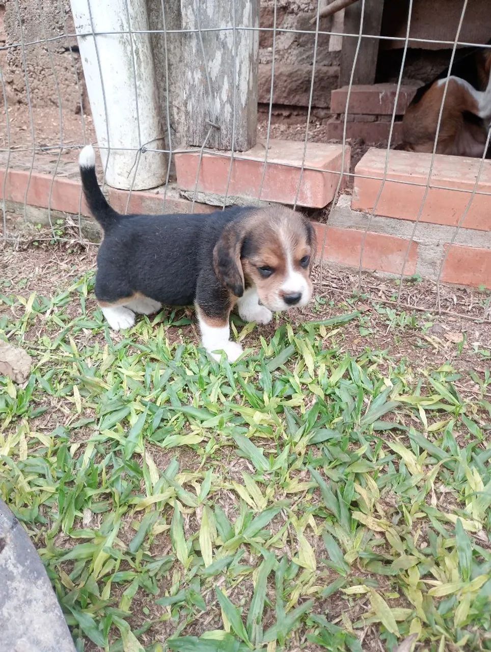 filhotes Beagle - Foto 2