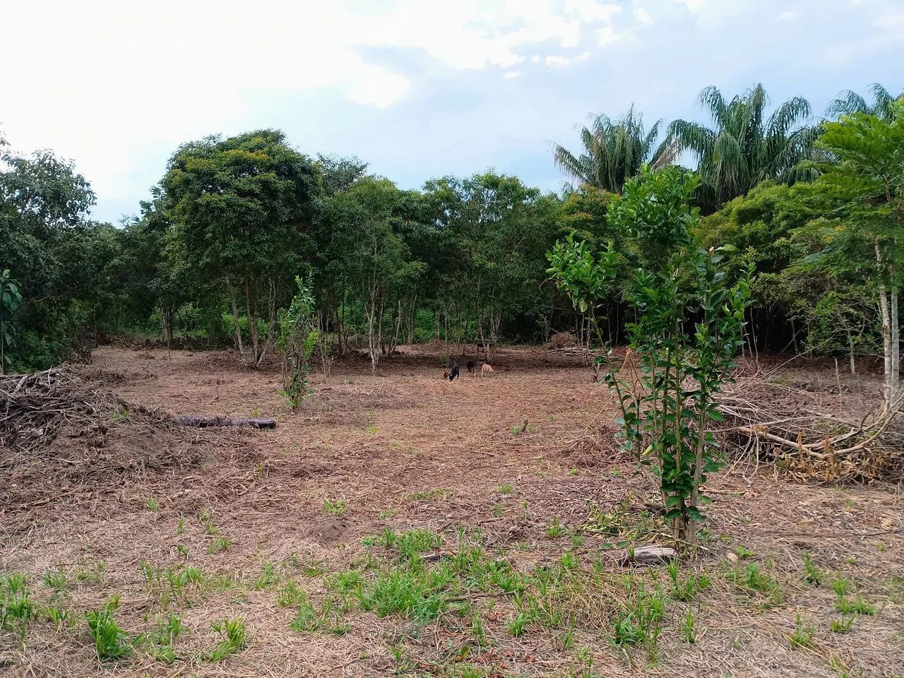 Terreno med. 12x50 na Morada do Sol , km 26 próximo ao 3 irmãos  - Foto 3