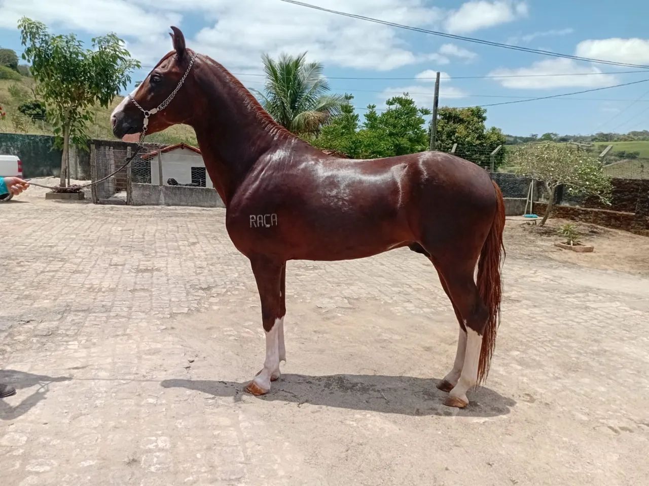 Potro Mangalarga Registrado