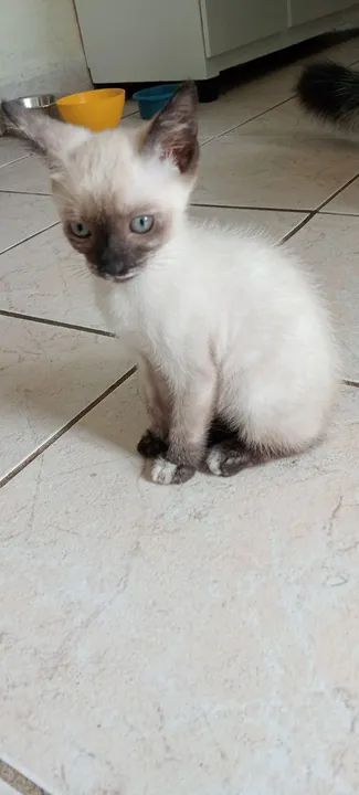 GATINHA Siamêsa disponível para adoção
