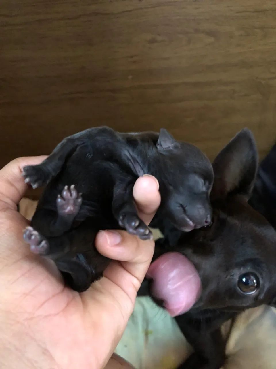 Filhotes de Pinscher com chihuahua 