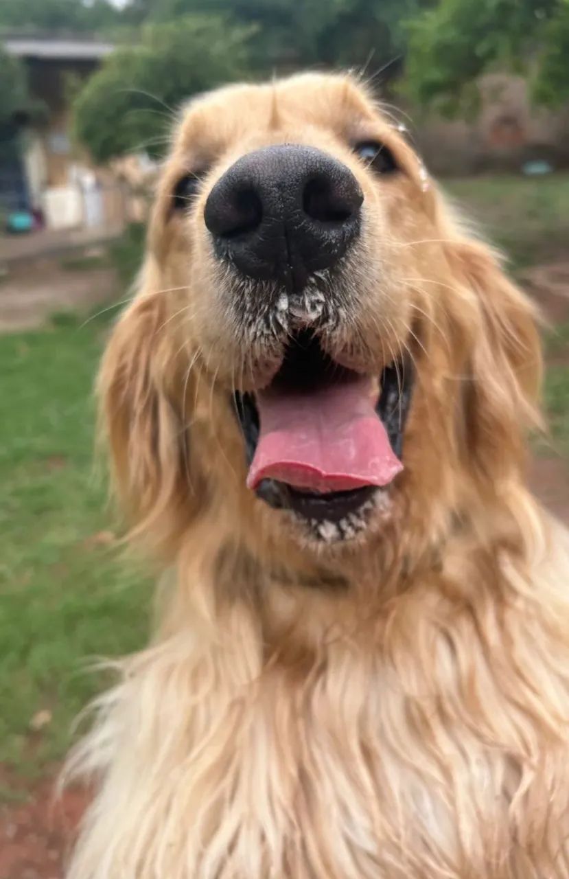 Hotel e creche para cães - Foto 4