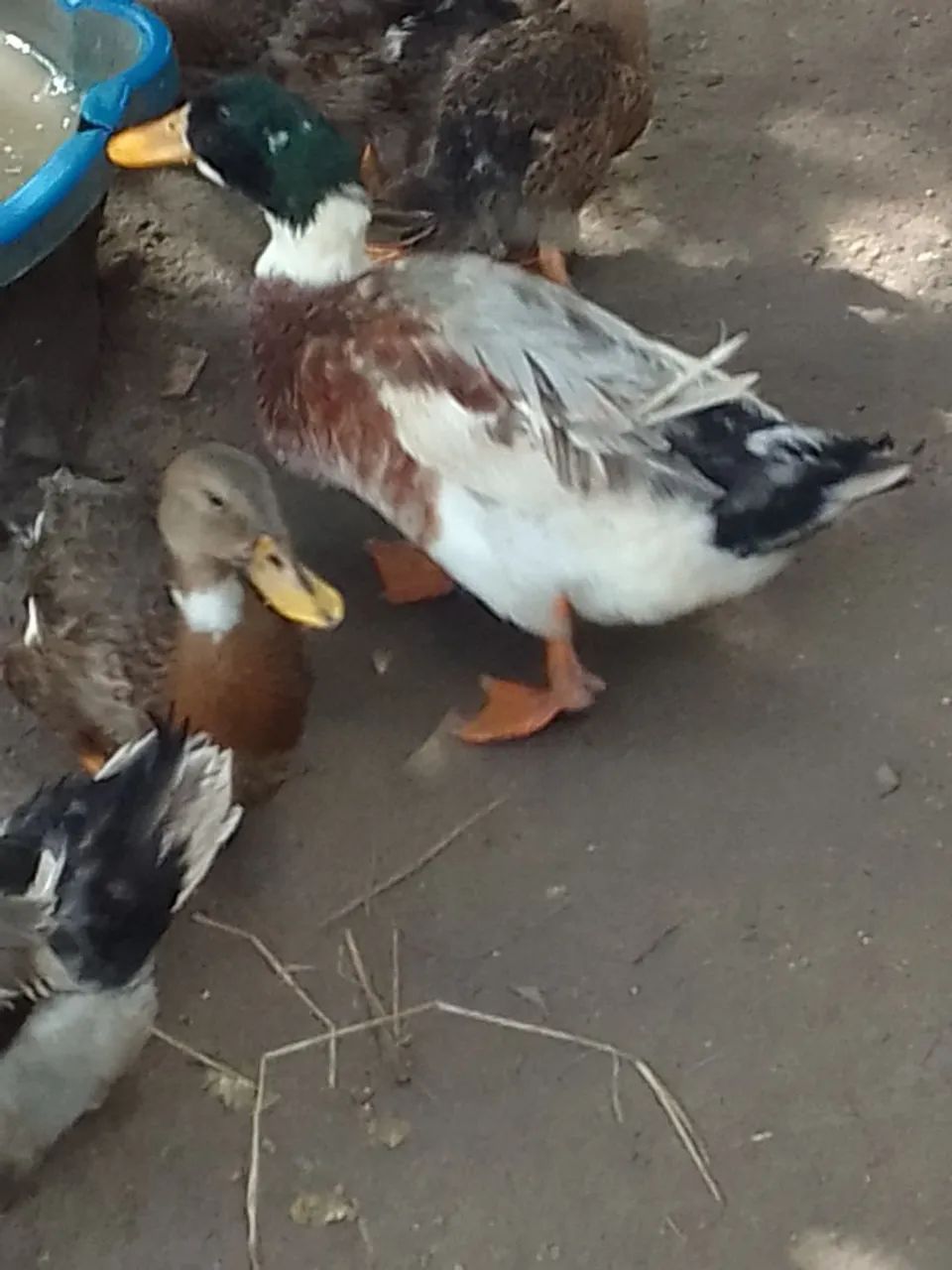 Galo e Marrecos - Foto 3