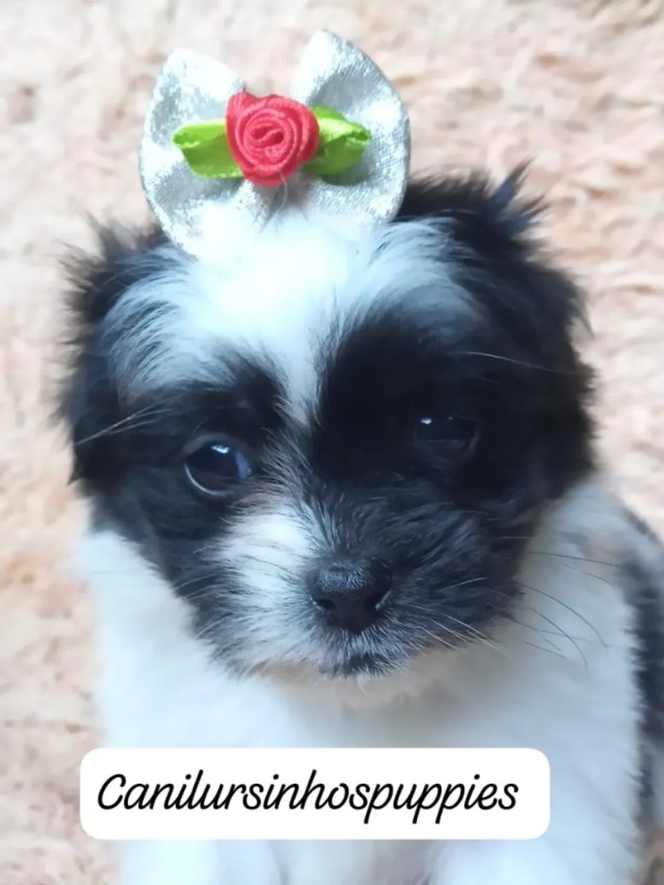 seu sonhado bebe de lhasa apso garanta hoje seu  - Foto 2