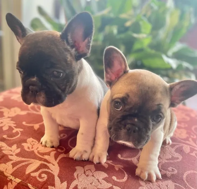 Bulldogue Francês
