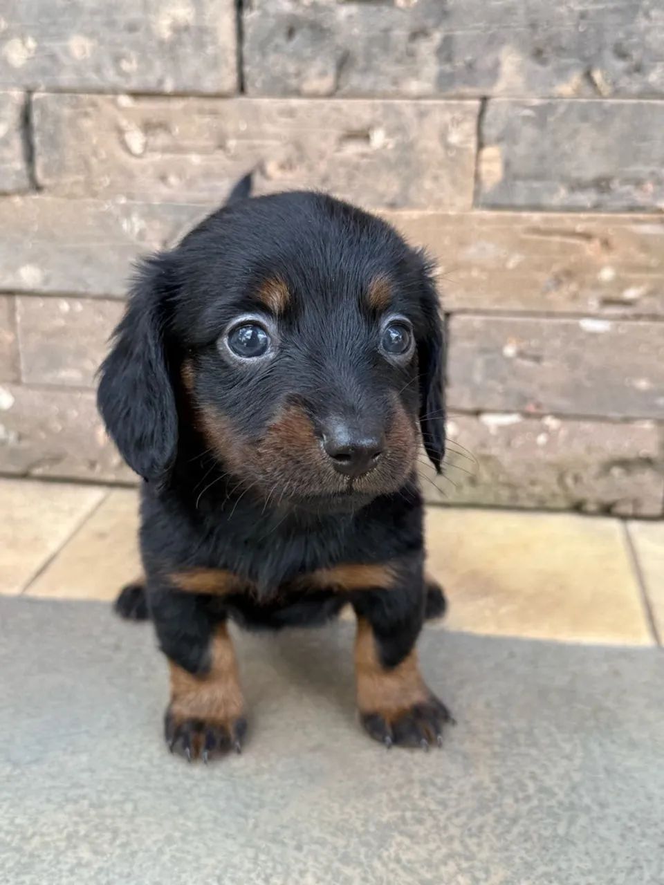 FILHOTES  DE DACHSHUND - Foto 5