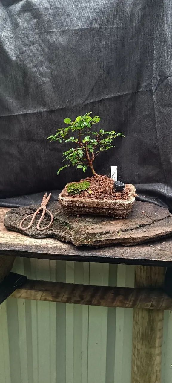Bonsai de jabuticaba!