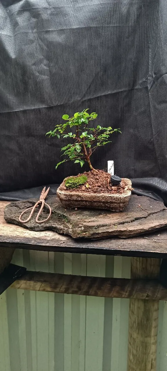 Bonsai de jabuticaba!