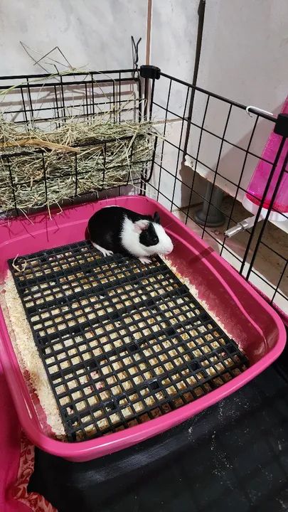 Doação porquinho da índia 1 ano  - Foto 2