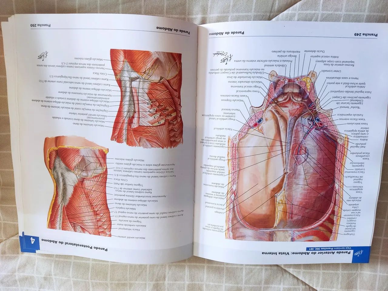 Atlas de Anatomia Humana 6ª edição - Frank H. Netter - Foto 4