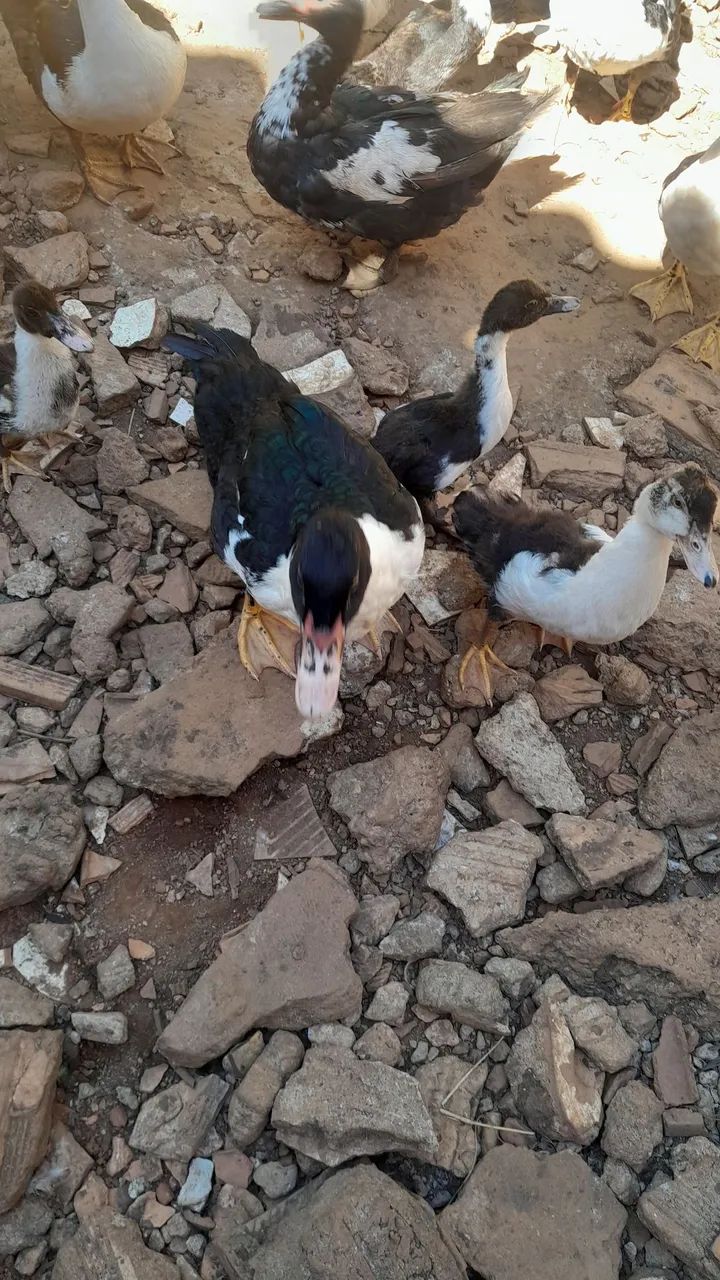Patos - Foto 2