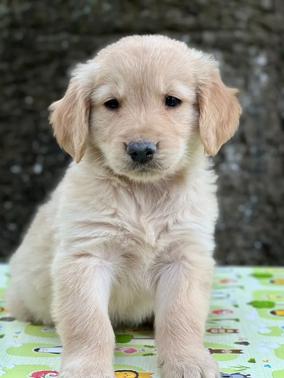 Golden Retriever  macho dourado com 55 dias-Daniela