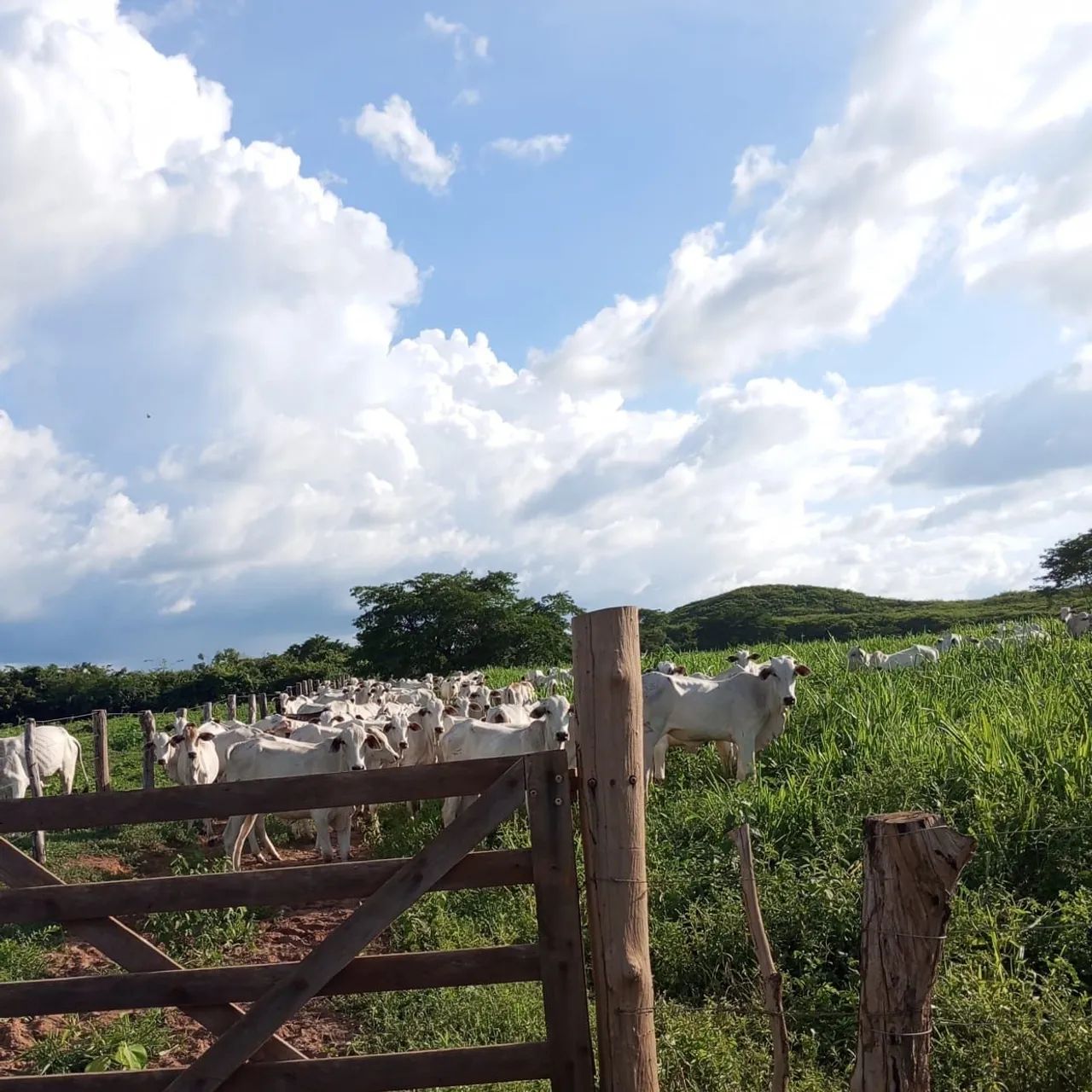 Vendo fazenda em São Domingos do Maranhão! - Foto 4