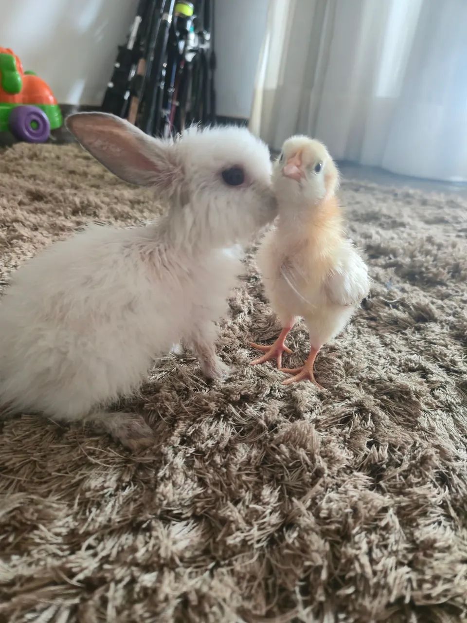 Lindo mini coelho  - Foto 2