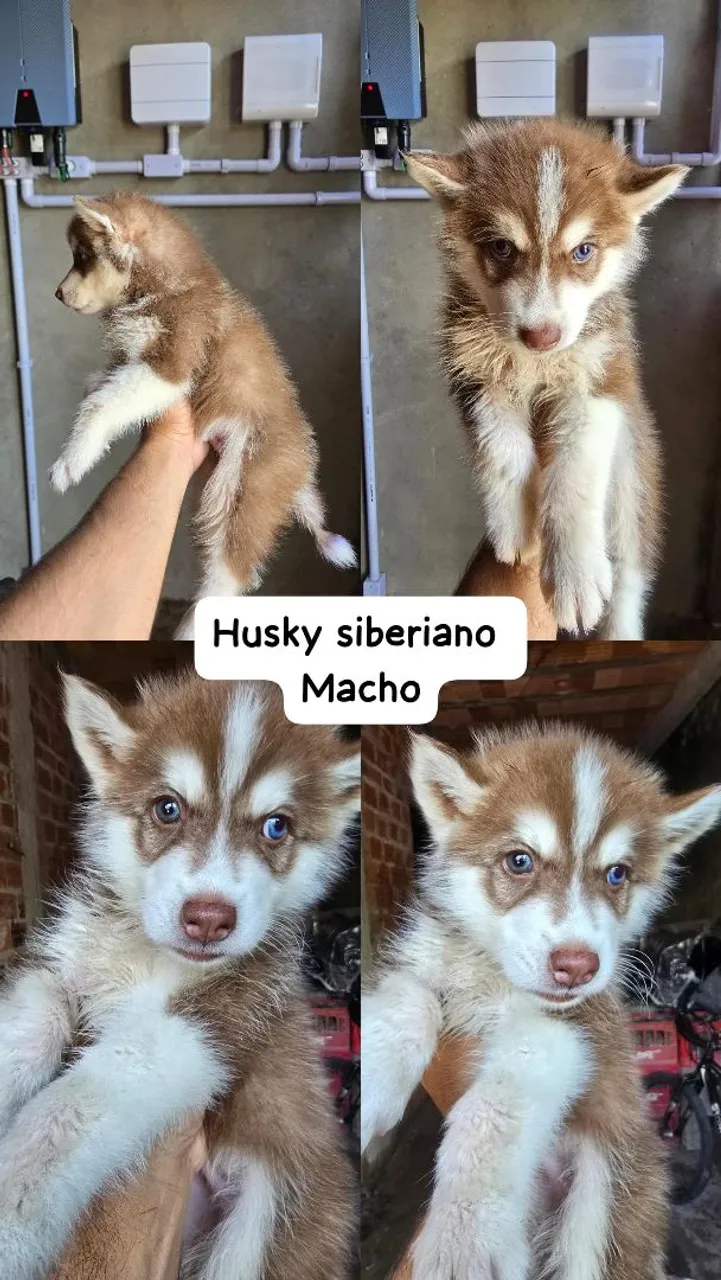 Filhote de Husky Siberiano Macho - Olhos Azuis!