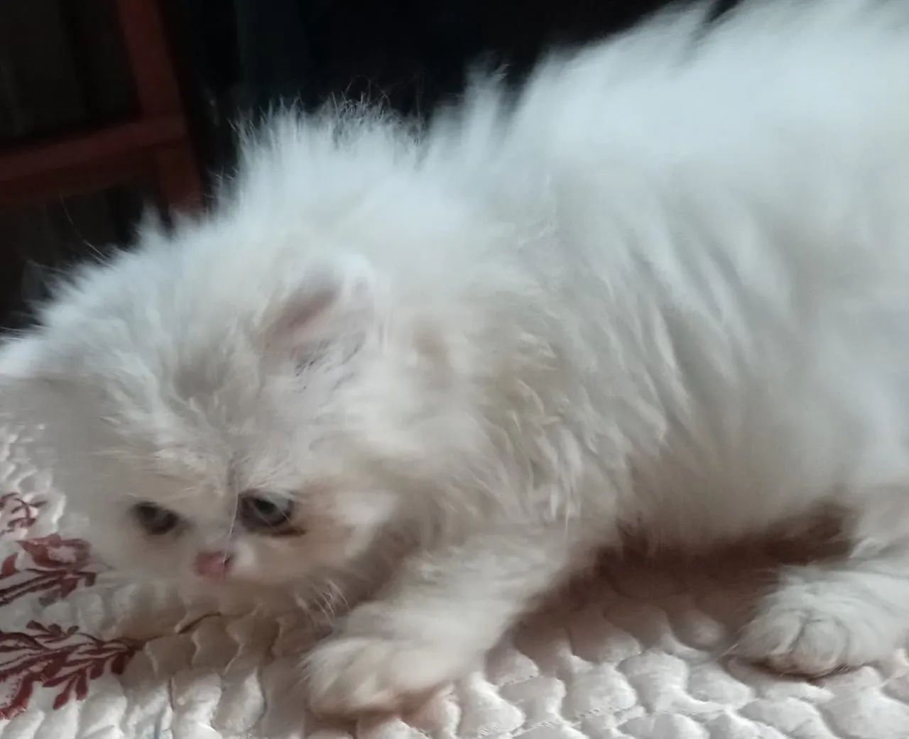 Lindos filhotes de gatos persas brancos puros.Parcelo.Entrego em Curitiba e região  - Foto 2