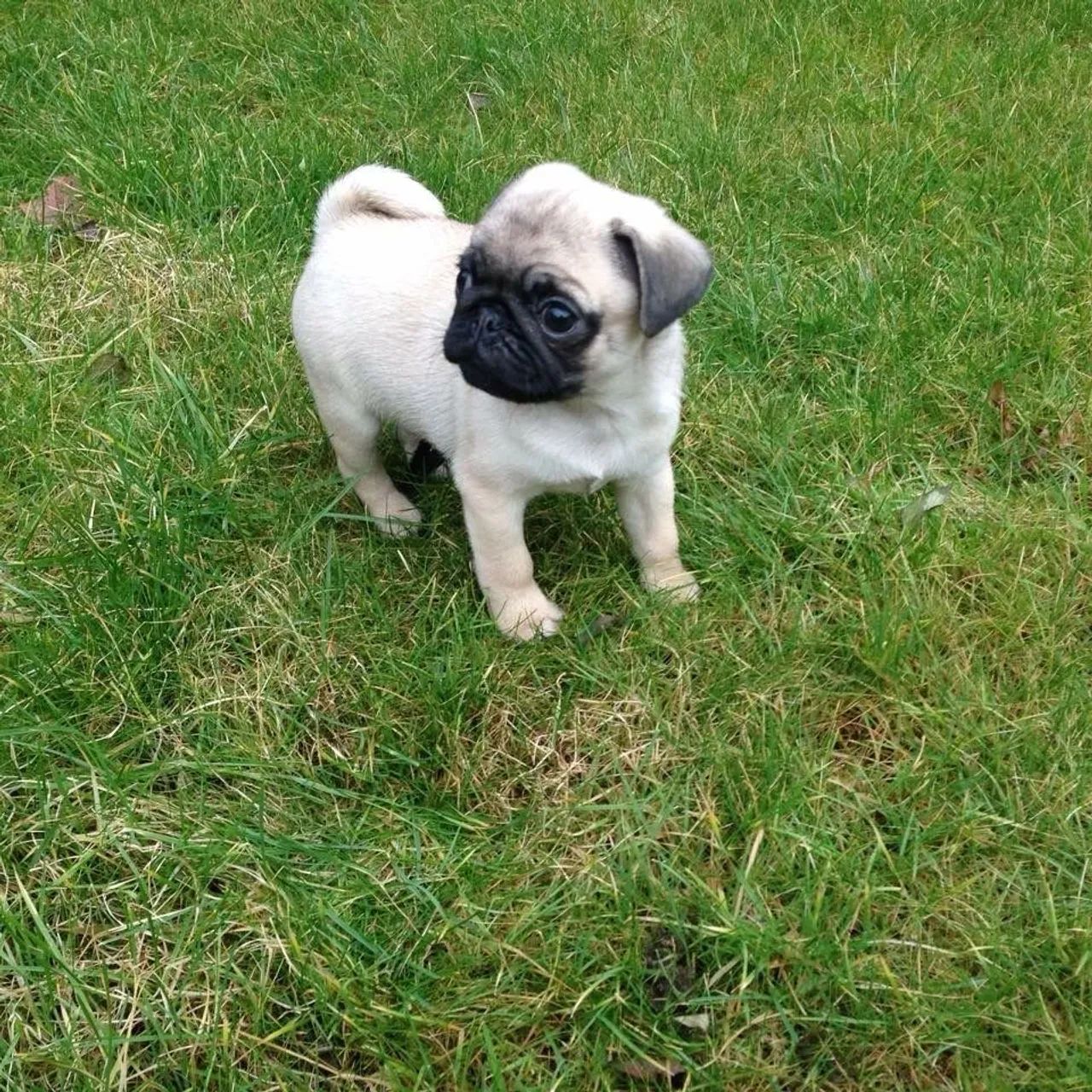 Filhote de Pug disponível Fofo | Pet de Raça Pura Vacinado | Pedigree garantida | Sp