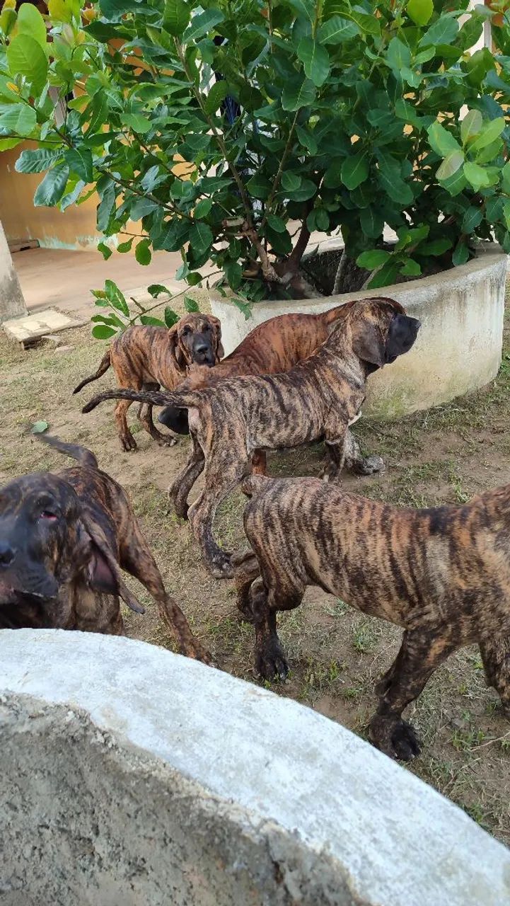 Filhotes de Fila Brasileiro a venda - Foto 2