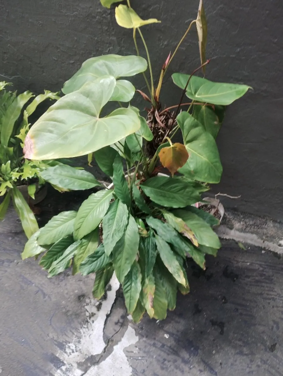 Planta antúrio com lírio da paz